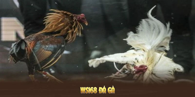 WS168 Đá Gà